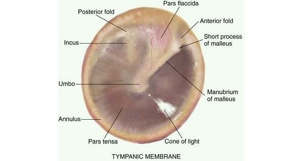 Tympanic-Membrane-Of-Ear.jpg