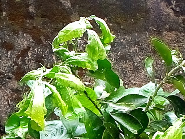 IMG_20250410_82647.jpg