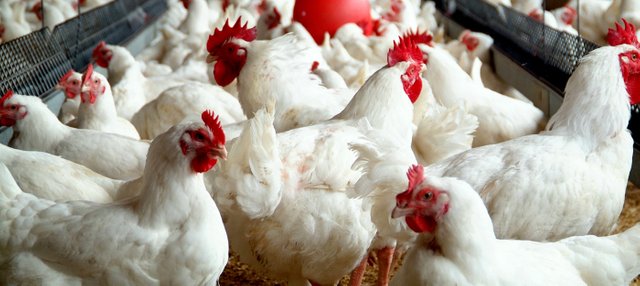 Chicken-farming.jpg