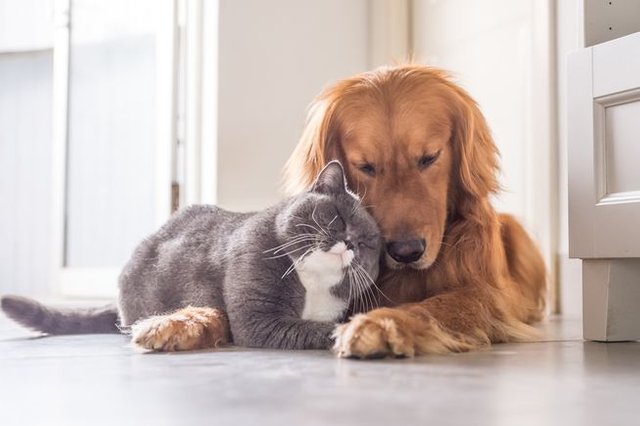 Dog-and-cat-togetherx1920x1080.jpg