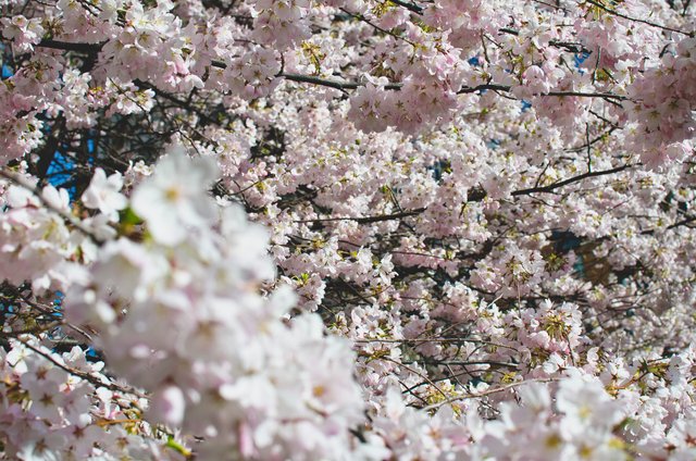 A wall of pink tree flowers.JPG