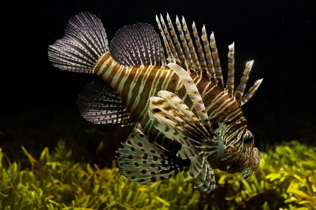 lionfish-711799.jpg