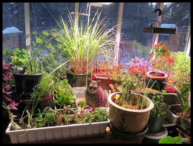 JJ sitting in empty tub among plants in indoor garden.JPG