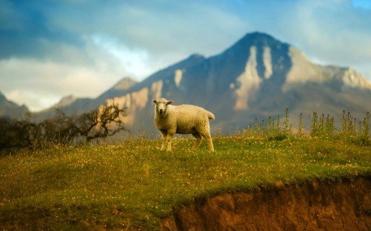 new_zealand_sheep-t2.jpg