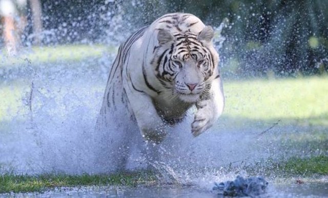 gambar harimau putih menerkam 1.jpg