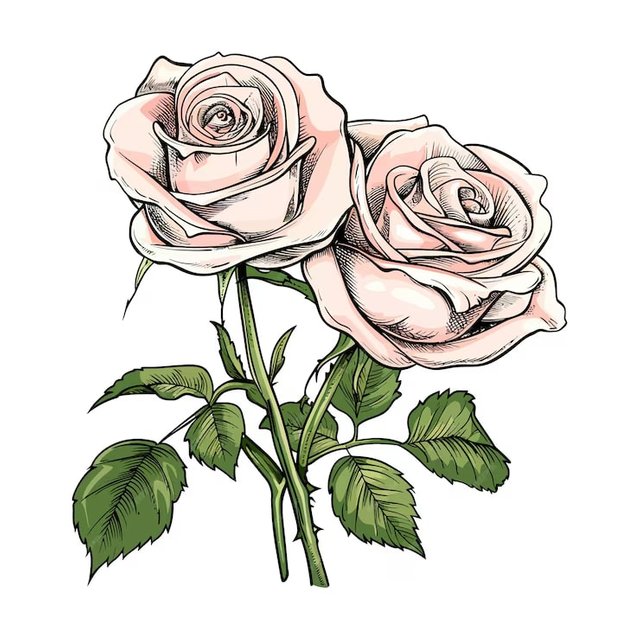 white-rose-with-leaves-vector_621660-4288.jpg