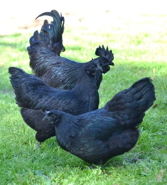 The Ayam Cemani breed of chickens.jpg