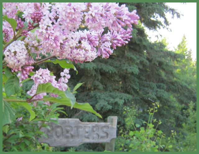 close up of lilac by Porters sign.JPG