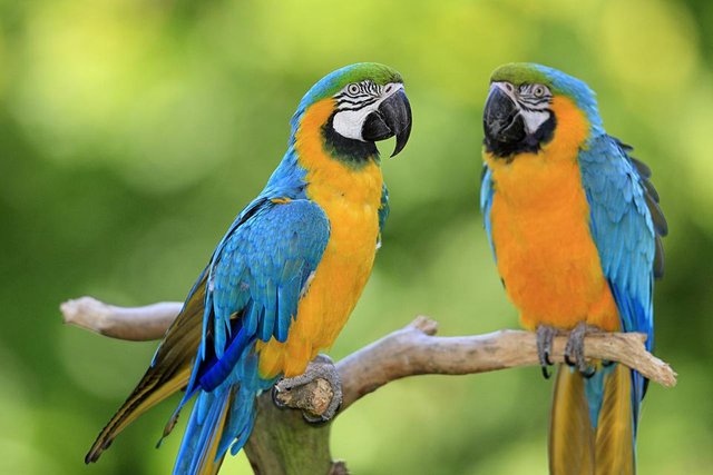 picture-of-parrot-bird-top-5-popular-large-parrots.jpg