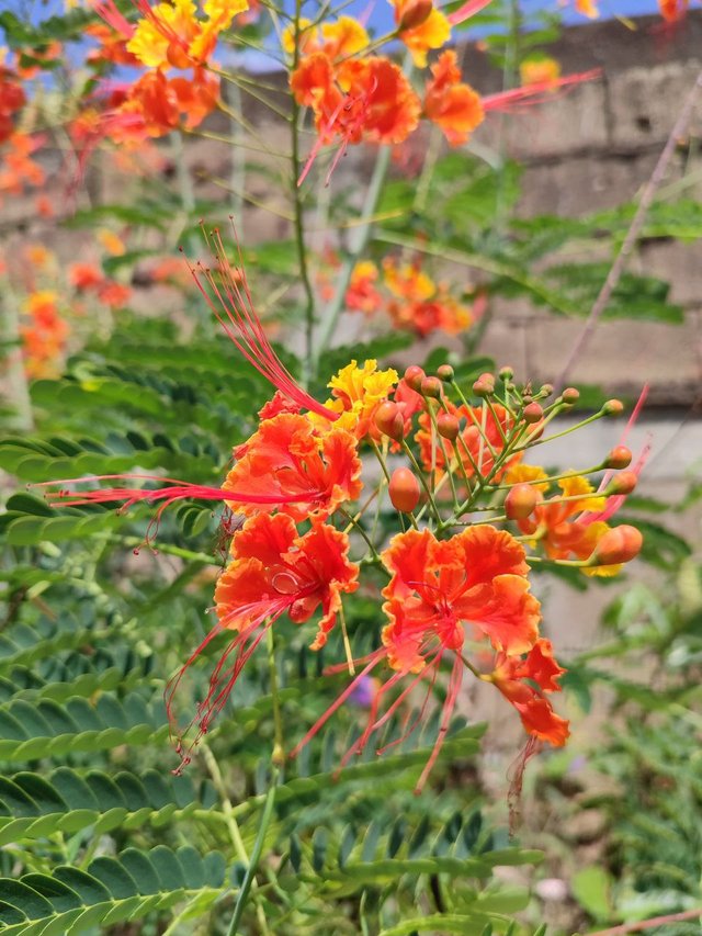 Flor Caesalpinia pulcherrima 1.jpg