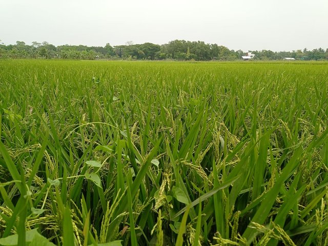 paddy field.jpg