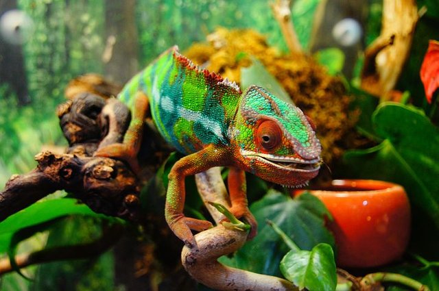 chameleon-226287__480.jpg