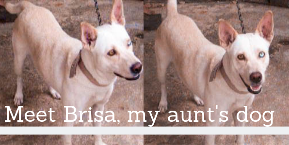 Meet Brisa, my aunt's dog.png