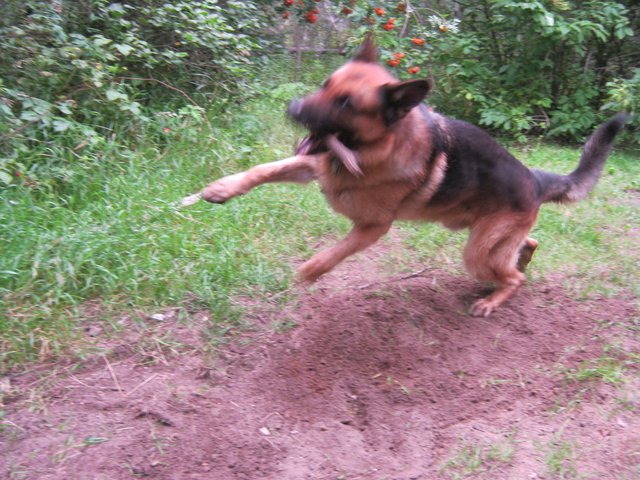 Bruno eye balling his stick.JPG