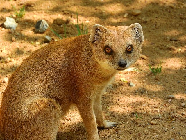 mongoose-fox-2458760_960_720.jpg