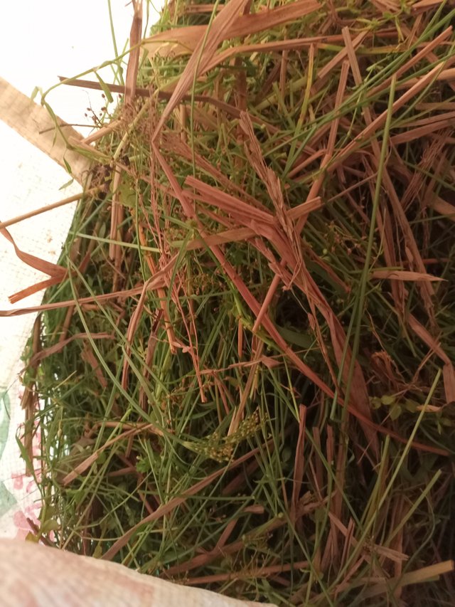IMG20250711172241.jpg