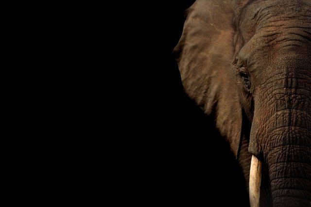 elephant-5647723_1280.jpg