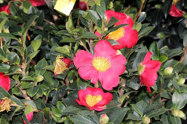 camellia-sasanqua-yuletide-evergreen-shrub-dark-green-glossy-leaves-brilliant-red-flowers-yellow-stamens-popular-80296275.jpg