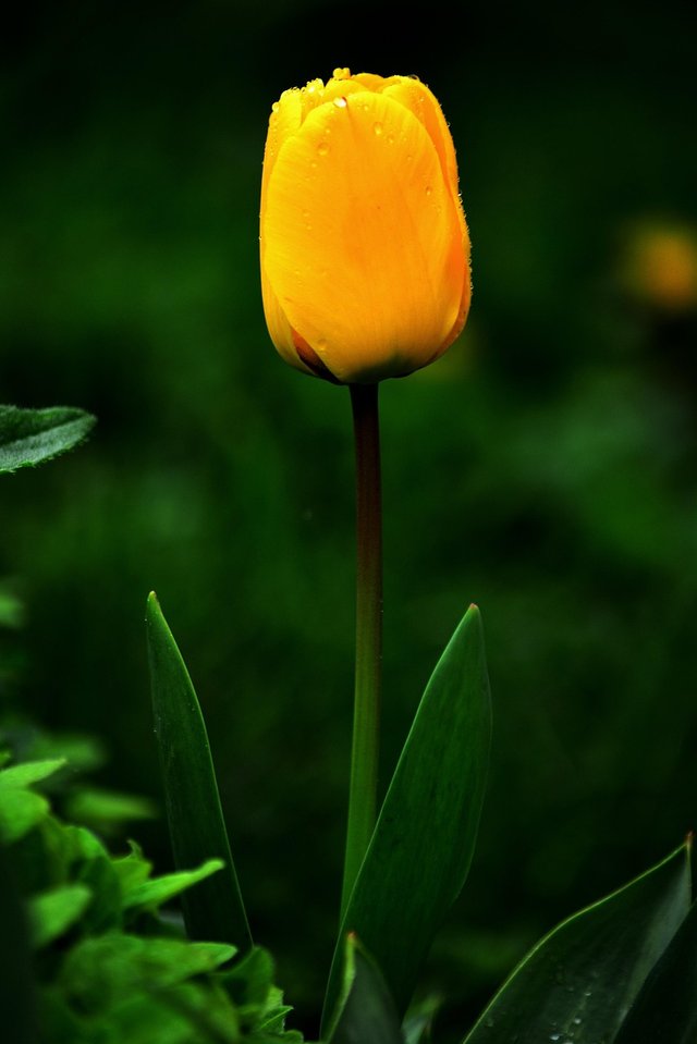 tulip-329710_1280.jpg