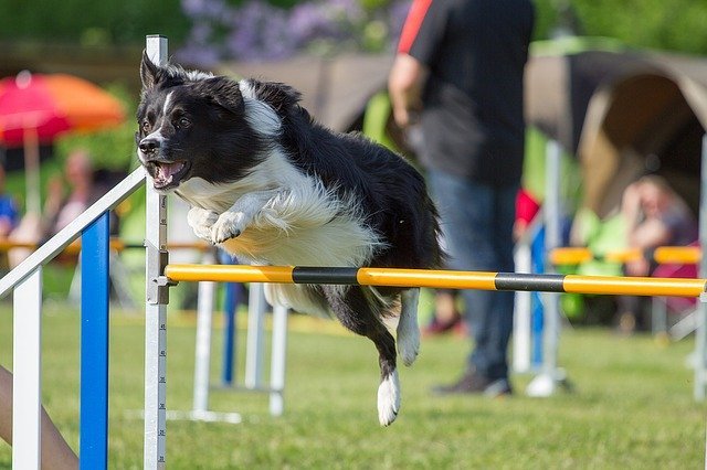 Setup an Obstacle Course for Dogs.jpg