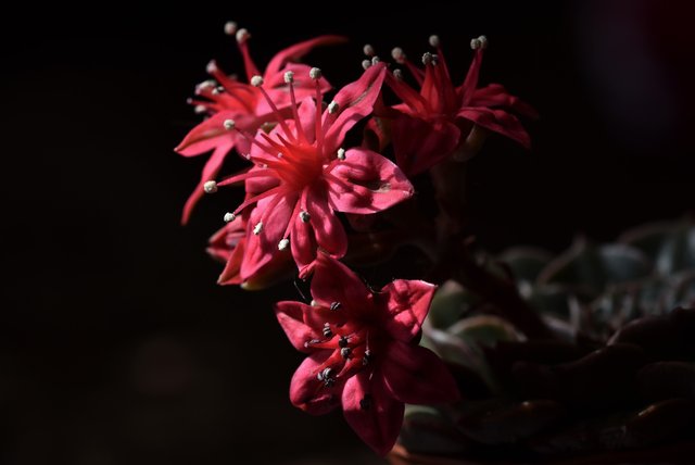 Graptopetalum Belum flower 4.jpg