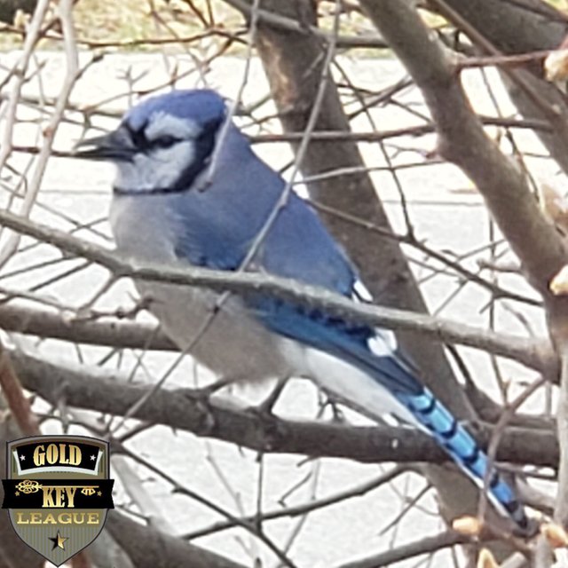 MidwestBlueJay_02.jpg