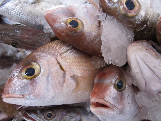 fish-1223126_1280.jpg