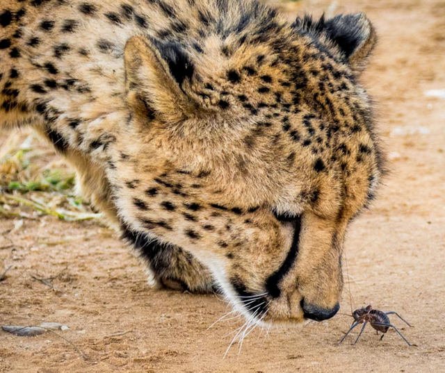 Cheetah and beetle.png