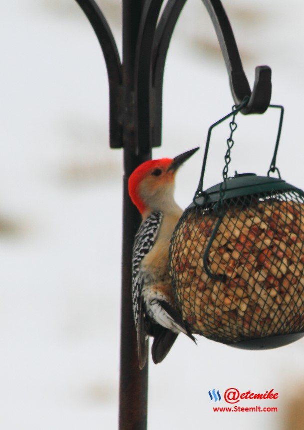 PFW13_ Red-Bellied Woodpecker