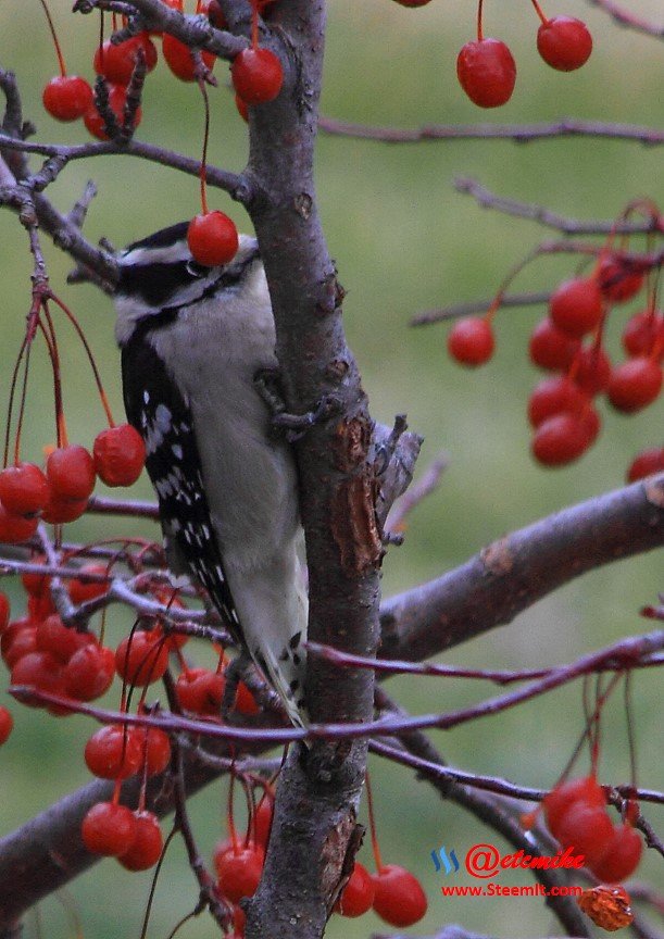 Downy Woodpecker IMG_0142.JPG