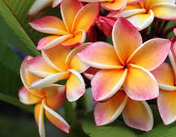 frangipani.jpg