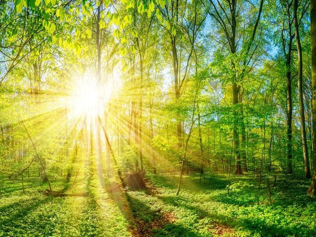 This Type of Algae Absorbs More Light for Photosynthesis Than Other Plants.jfif
