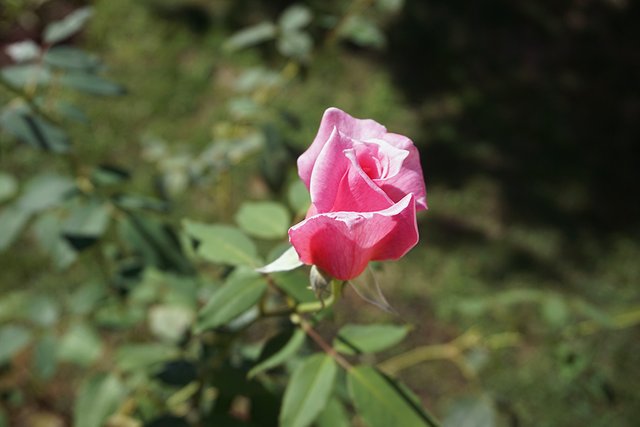 Rose_Bloom_Close_Up_002_s.jpg