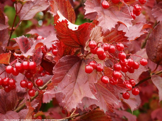 RedBerriesAndLeaves-001-101518.jpg