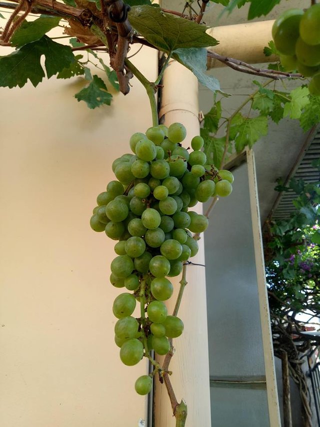 grapes4.jpg