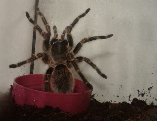 Eight Legged Couch Potato The Chaco Golden Knee Tarantula Steemit