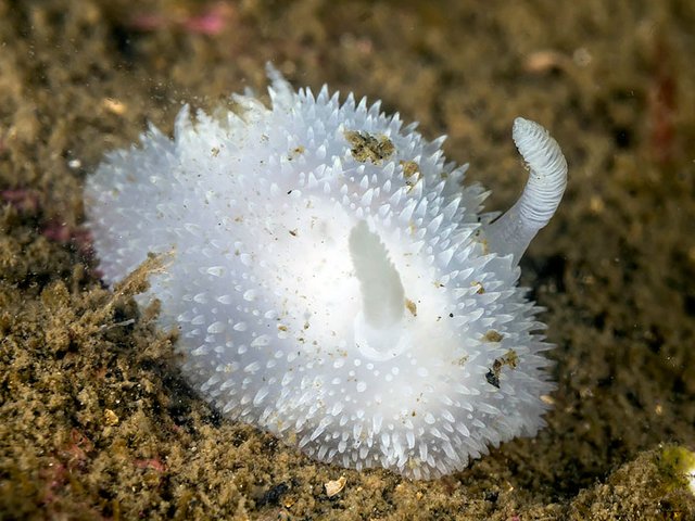 Acanthodoris-pilosa.jpg