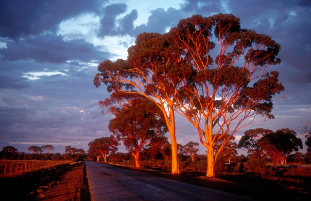 CSIRO_ScienceImage_4429_Salmon_Gums_at_sunset_in_the_Western_Australian_wheatbelt_near_Bruce_Rock_WA_1981.jpg