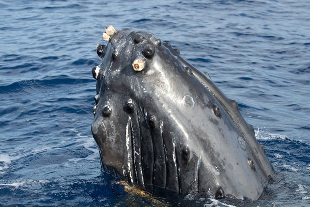 humpback-3458448_1280.jpg