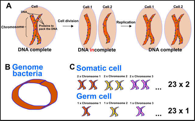 chromosome basics.png