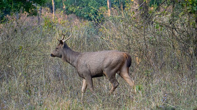 Male sambar deer passing through the forest.jpg