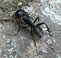 200px-Camponotus_vagus.jpg