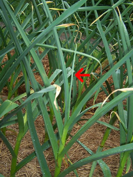 Garlic scape with arrow crop June 2019.jpg