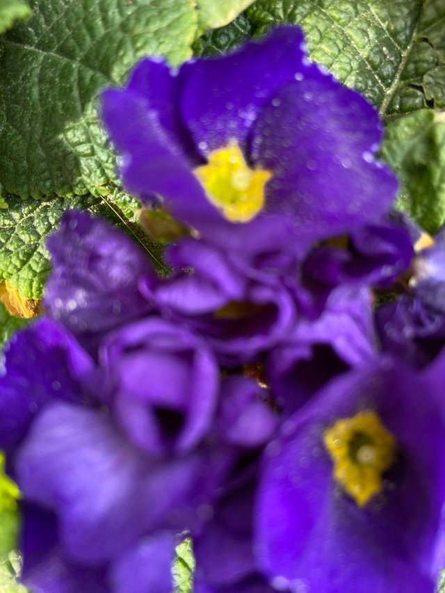 IMG7256.JPG