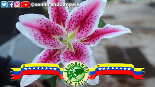 10 lilium 1.jpg