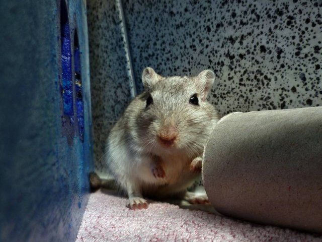 Rennmaus Bild des Tages