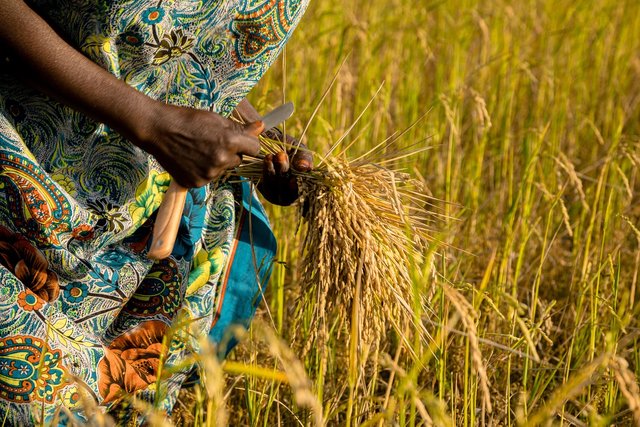 rice-field-6529398_1280.jpg