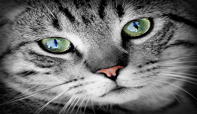 cat-eyes-green.jpg