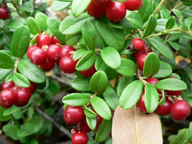 lingonberries-with-green-leaves.jpg