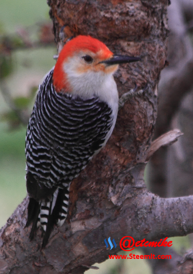 Red-Bellied Woodpecker PFW35.png